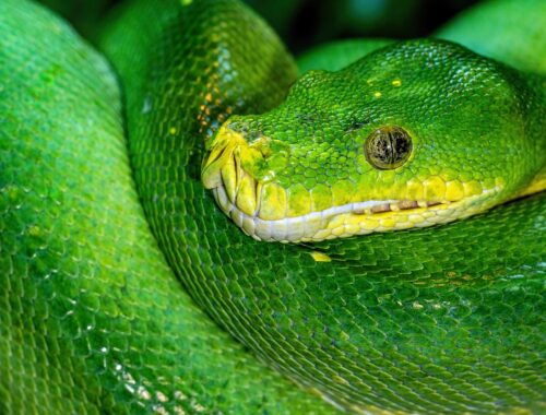 wąż zielony pyton drzewny